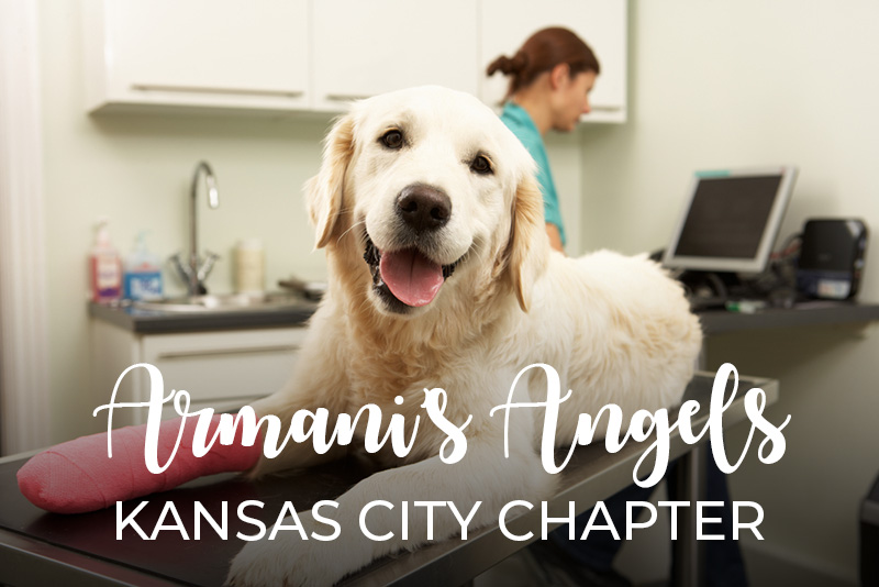 KC Veterinary Care Financial Assistance » Armani�s Angels KC
